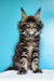 Cute Maine Coon kitten with fluffy coat and ear tufts from Ignat collection