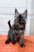 Adorable Gray Maine Coon kitten with ear tufts and fluffy fur from Ignat collection