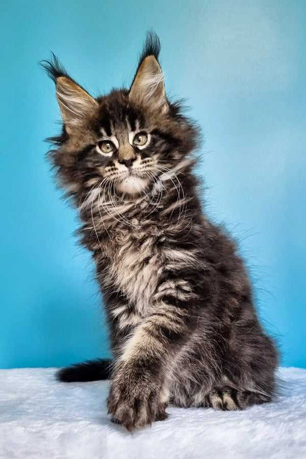 Fluffy Maine Coon kitten with ear tufts, perfect for any cat lover looking for a coon kitten