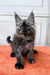 Fluffy gray Maine Coon kitten with big ears sitting on an orange surface