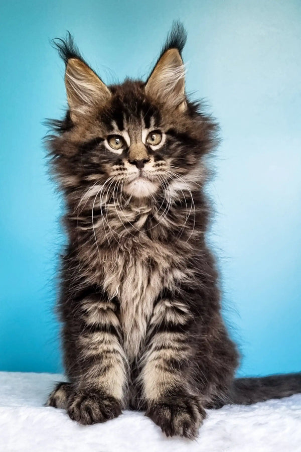 Fluffy Maine Coon kitten with ear tufts and tabby markings from Ignat Maine Coon line