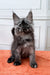 Fluffy gray Maine Coon kitten with ear tufts and alert expression for Ignat