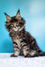 Fluffy Maine Coon kitten with ear tufts and tabby markings from Ignat collection