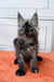 Fluffy gray Maine Coon kitten with pointed ears relaxing on an orange surface