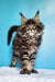 Fluffy Maine Coon kitten with ear tufts and long fur from Ignat Maine Coon Kitten