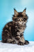 Fluffy Maine Coon kitten named Ignat with ear tufts and cool tabby markings