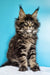 Cute Maine Coon kitten with fluffy fur and ear tufts, perfect for pet lovers