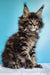 Fluffy Maine Coon kitten Ignat with ear tufts and a long, luxurious coat