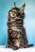 Fluffy Maine Coon kitten with ear tufts sitting upright, perfect for any cat lover