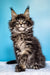 Fluffy Maine Coon kitten Ignat with cute ear tufts and curious look