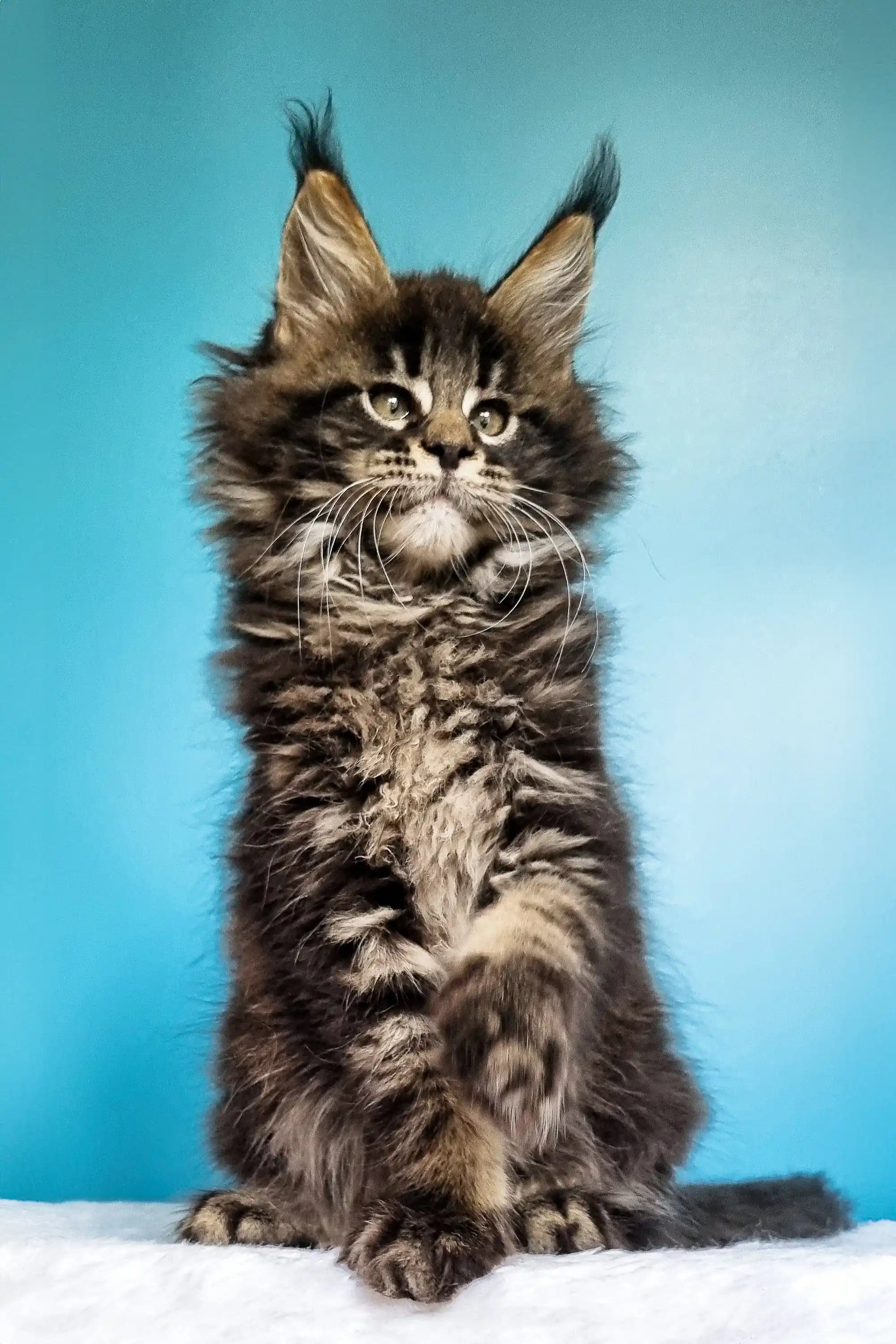 Maine Coon Kittens for Sale Ignat | Kitten