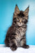 Adorable Maine Coon kitten Igorek with fluffy fur and unique ear tufts