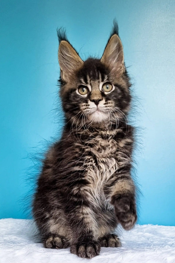 Adorable Maine Coon kitten Igorek with fluffy fur and cute ear tufts