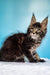 Maine Coon kitten Igorek with fluffy fur and cute ear tufts, perfect for any cat lover