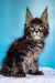 Adorable Maine Coon kitten Igorek with fluffy coat and cute ear tufts