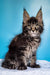 Adorable Maine Coon kitten Igorek with fluffy fur and cute ear tufts