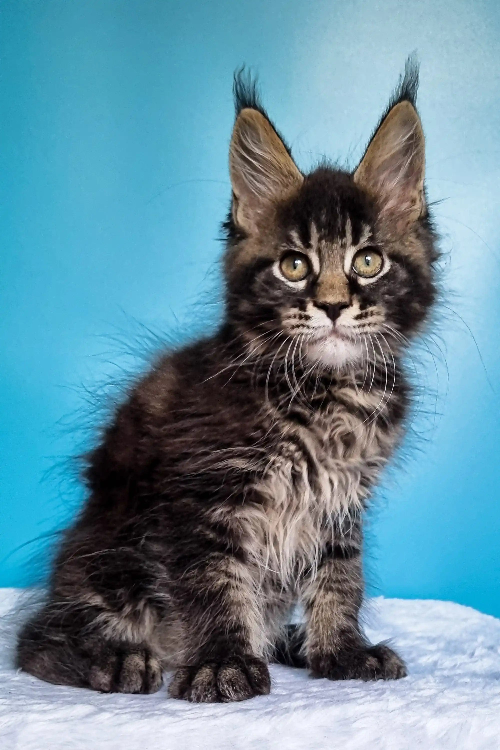 Maine Coon Kittens for Sale Igorek | Kitten