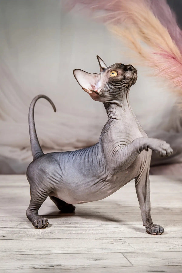 Ilaida | canadian sphynx kitten