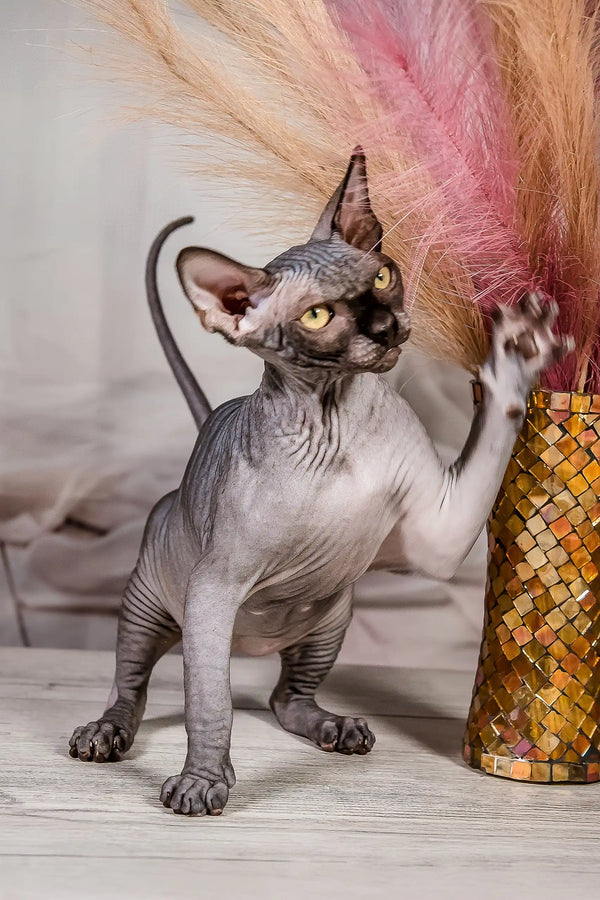 Ilaida | canadian sphynx kitten