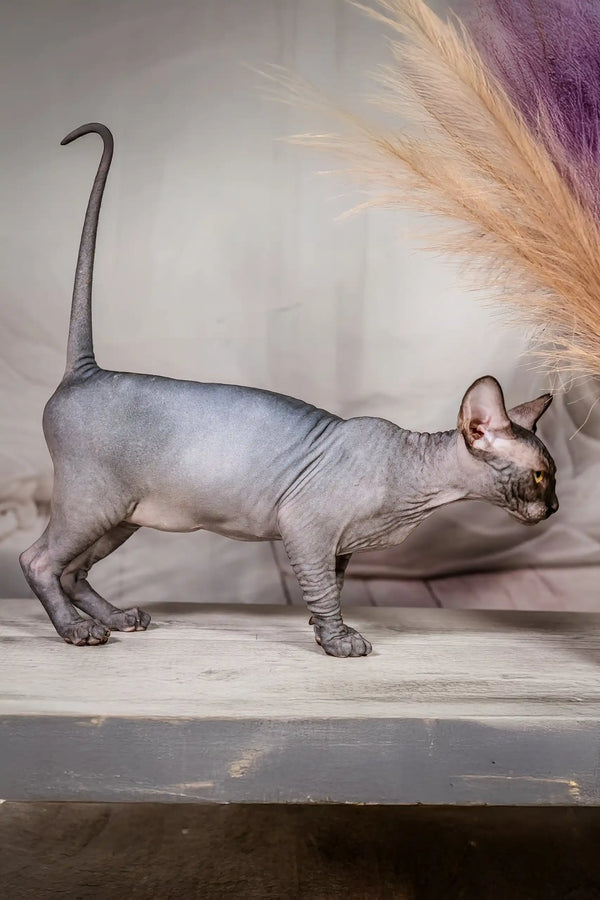 Ilaida | canadian sphynx kitten