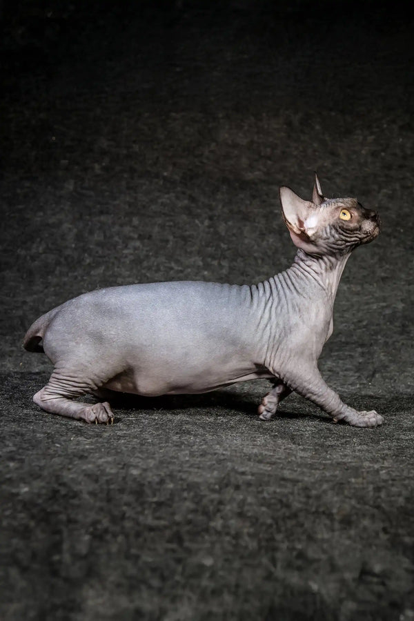 Ilaida | canadian sphynx kitten