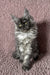 Fluffy gray Maine Coon kitten named Ilana with adorable big eyes and playful demeanor