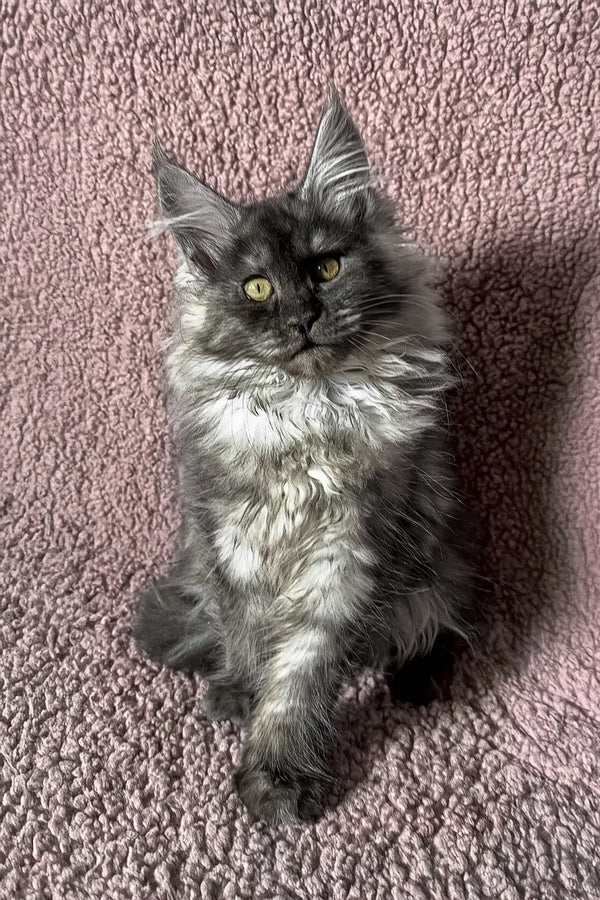 Gray Maine Coon kitten in the adorable Ilana product line for cat lovers