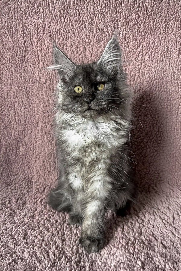 Gray and white Maine Coon kitten named Ilana looking adorable in her playful pose
