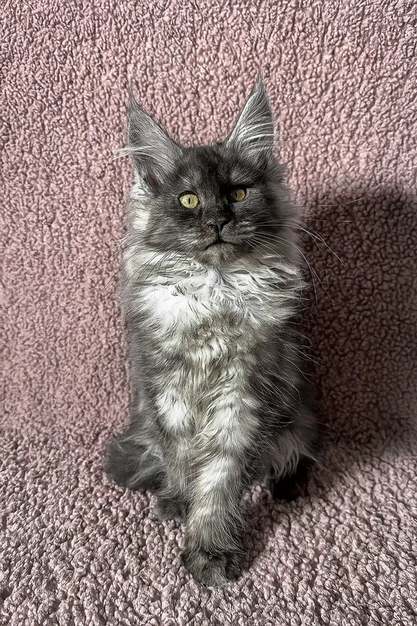 Gray and white fluffy Maine Coon kitten named Ilana looking adorable and playful