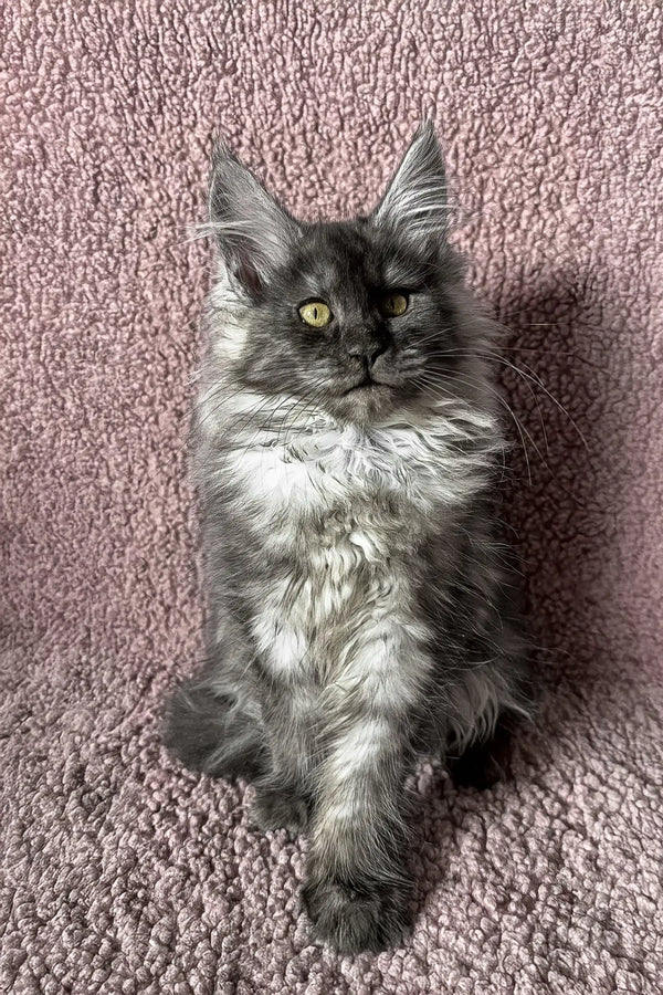 Adorable gray and white long-haired cat, Ilana the Maine Coon Kitten, ready for a new home