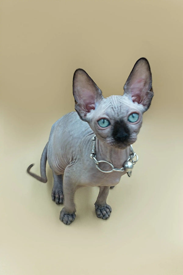 Hairless Sphynx kitten with blue eyes in a fancy collar, perfect male Sphynx companion