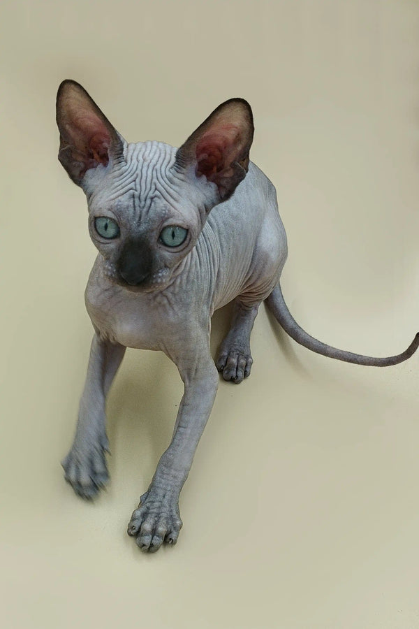 Meet Ilbert, the adorable male Sphynx kitten with big ears and cute wrinkles