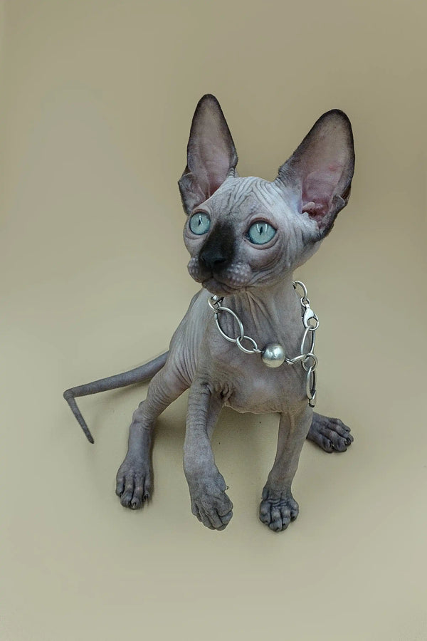 Cute male Sphynx kitten with big ears and blue eyes wearing a collar