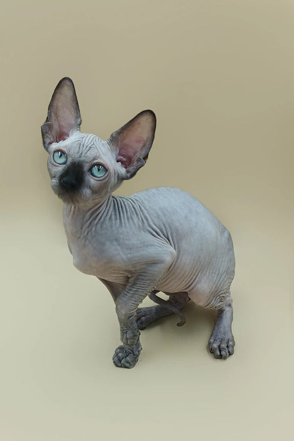 Adorable Hairless Sphynx kitten with big ears and blue eyes from Ilbert, perfect male sphynx
