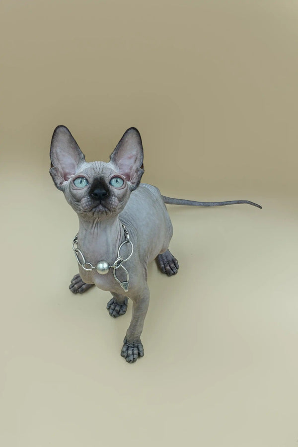 Meet Ilbert, the adorable hairless Sphynx kitten with big ears and wrinkled skin