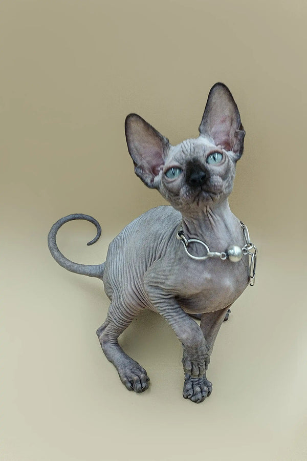 Sphynx kitten Ilbert with big ears and blue eyes, perfect male Sphynx companion