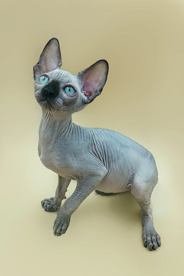 Adorable Hairless Sphynx kitten with blue eyes and wrinkled skin, perfect male companion