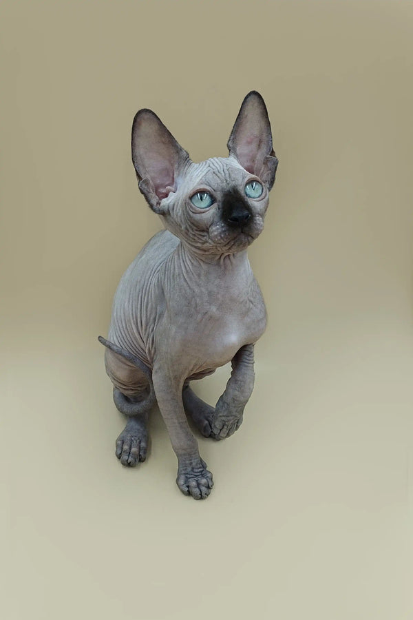Adorable male Sphynx kitten, Ilbert, with striking blue eyes sitting upright