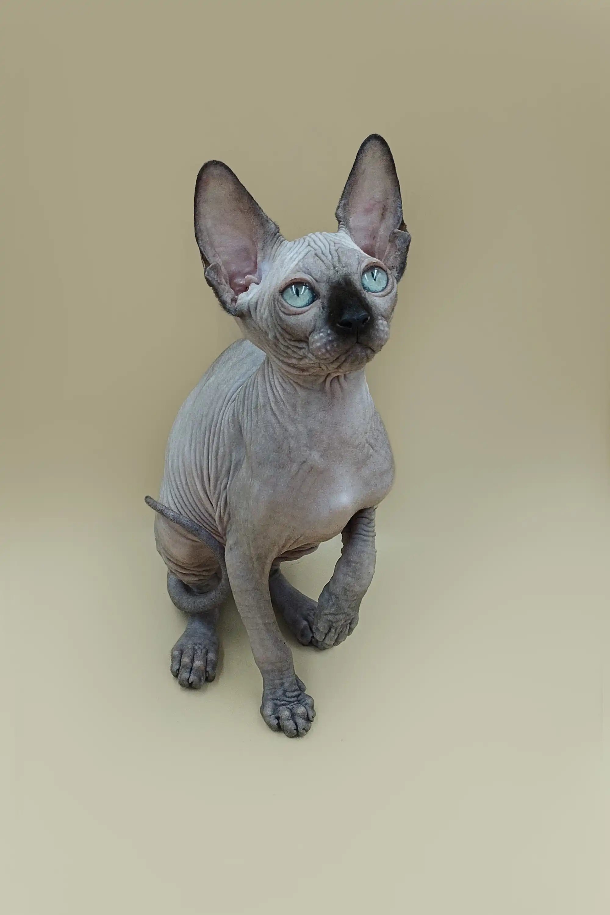 Sphynx Kittens for Sale Ilbert| Kitten