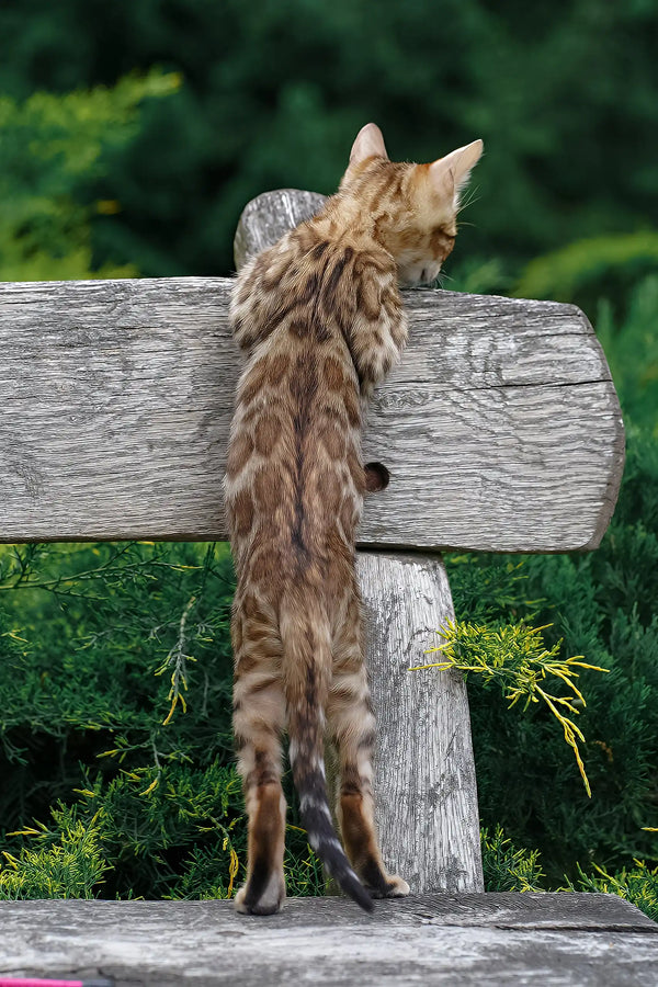 Ileos | bengal kitten