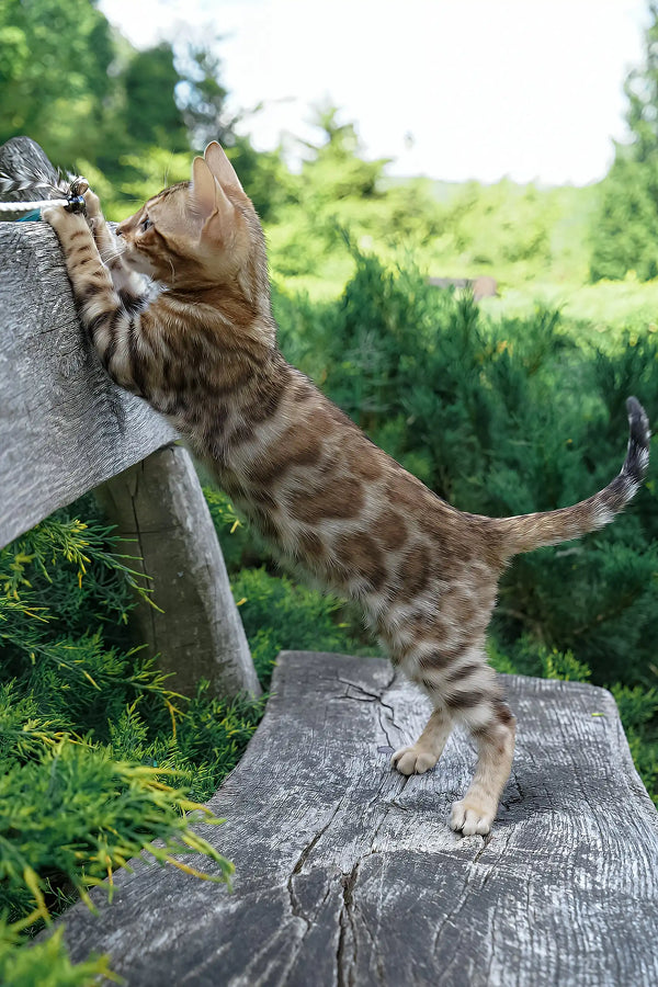 Ileos | bengal kitten
