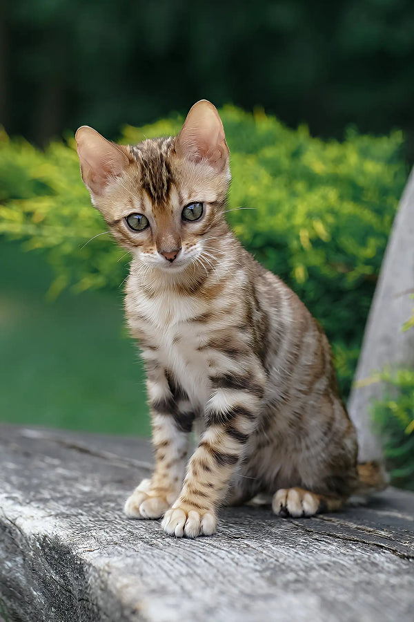 Ileos | bengal kitten