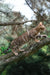 Ileos | bengal kitten