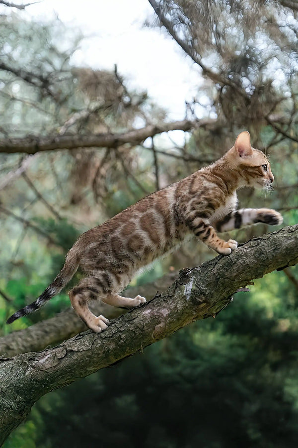 Ileos | bengal kitten