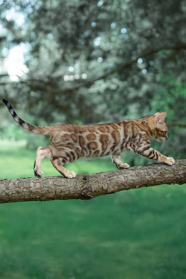 Ileos | bengal kitten