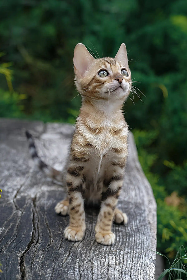 Ileos | bengal kitten