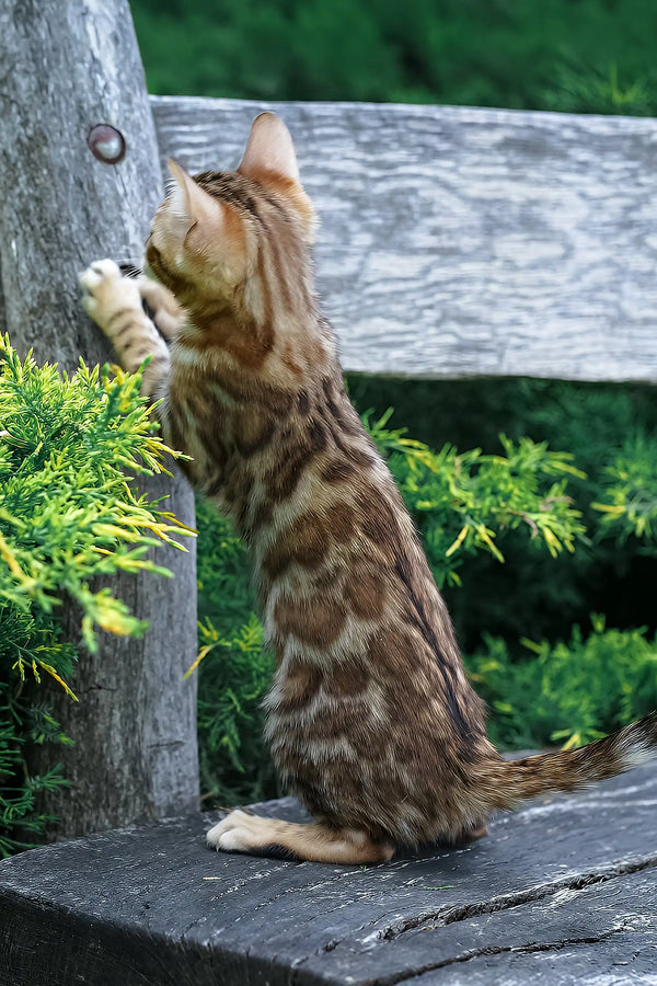 Ileos | bengal kitten