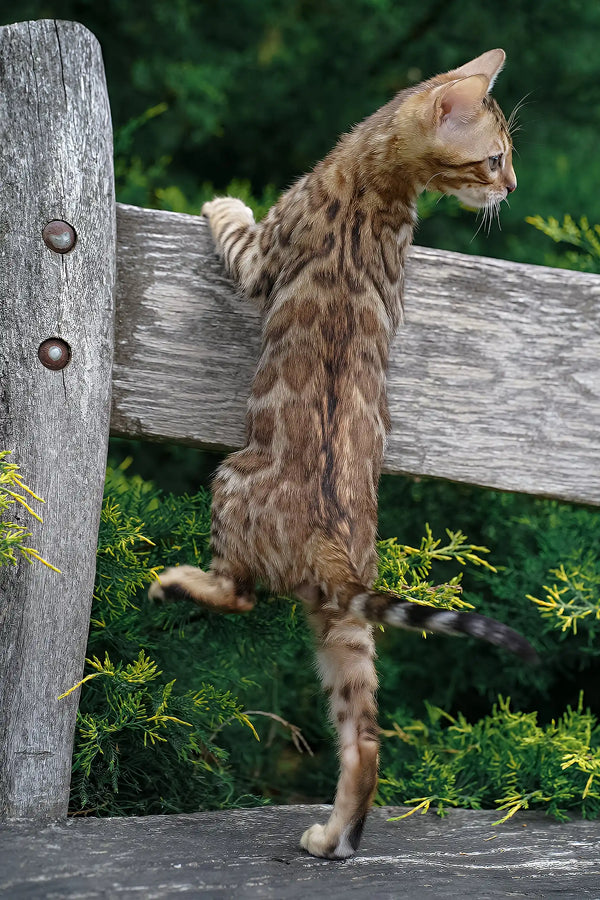 Ileos | bengal kitten