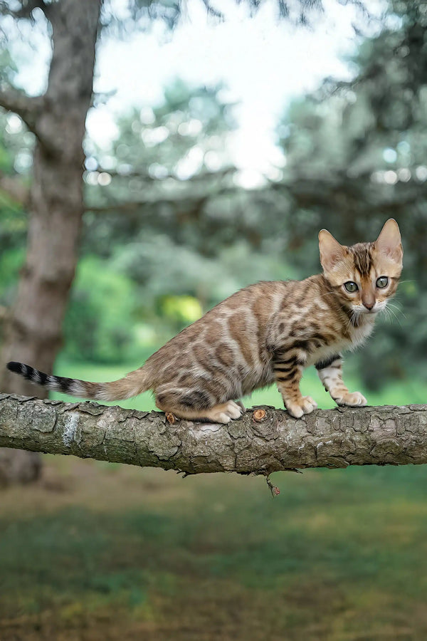 Ileos | bengal kitten