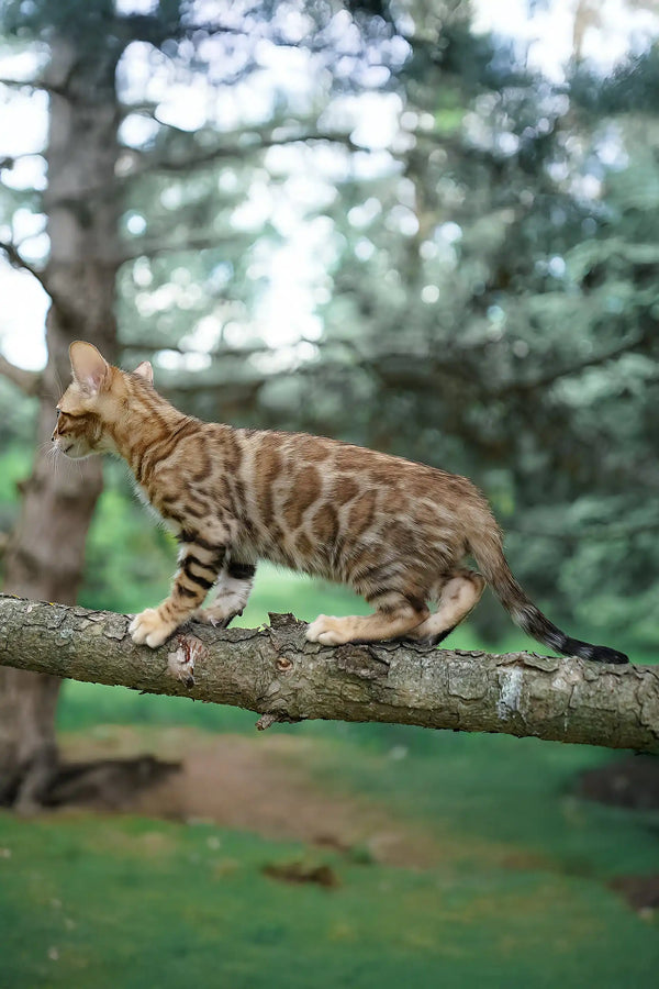 Ileos | bengal kitten